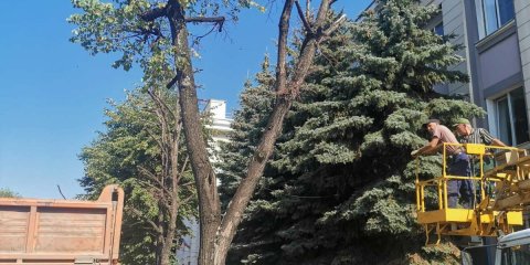 В Ульяновске снесут почти 200 аварийных деревьев