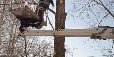 В Ульяновске на этой неделе планируется снос и глубокая обрезка 72 аварийных деревьев