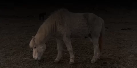 В Засвияжском районе 25 апреля пройдёт заключительная весенняя сельскохозяйственная ярмарка