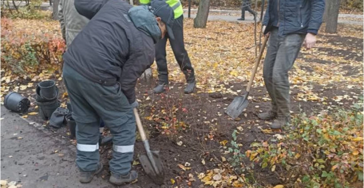В ульяновском сквере «Айболит» восстановили живую изгородь В ульяновском сквере «Айболит» восстановили живую изгородь