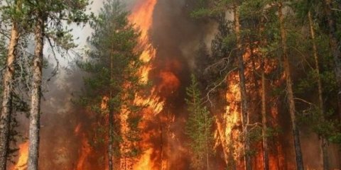 В лесах Ульяновска сохраняется высокий уровень пожарной опасности