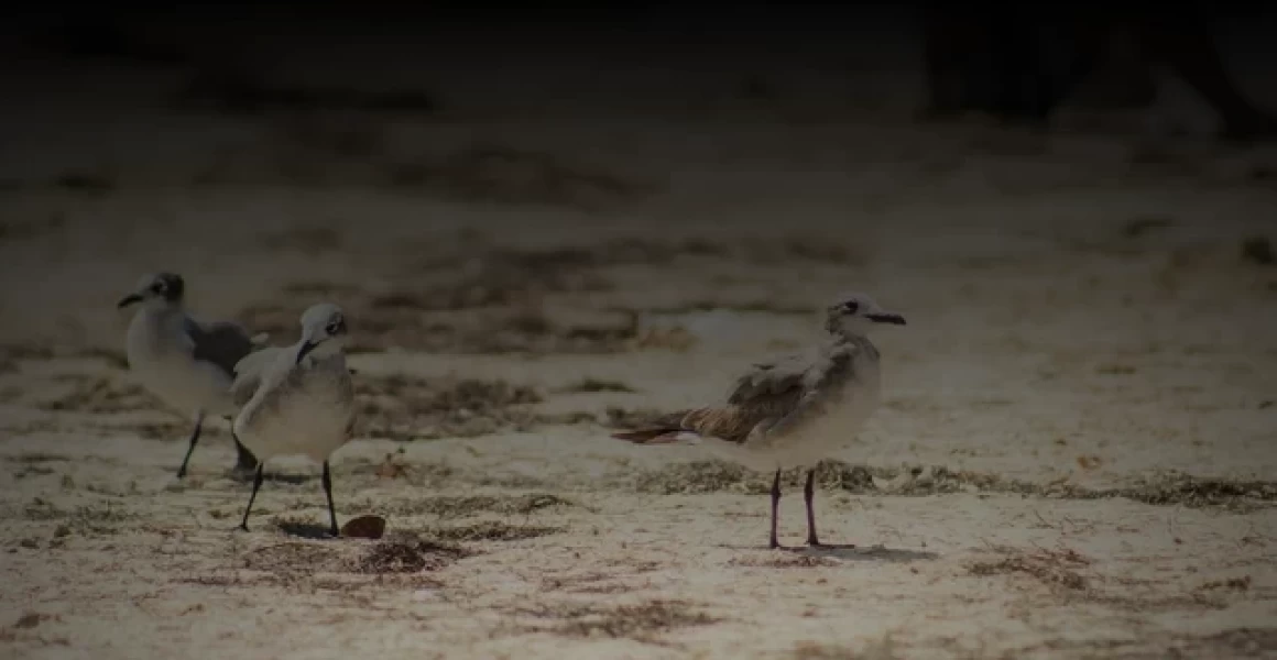 В ульяновском парке имени Маргелова откроют памятные знаки в честь доблестных десантников В ульяновском парке имени Маргелова откроют памятные знаки в честь доблестных десантников