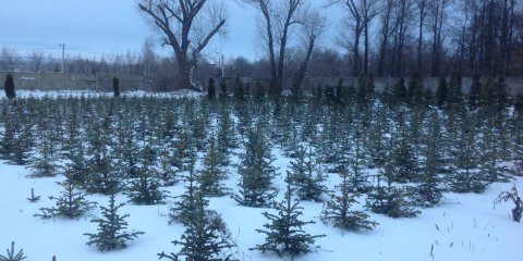 За год муниципалитет высадит в Ульяновске порядка тысячи деревьев и 3600  кустарников