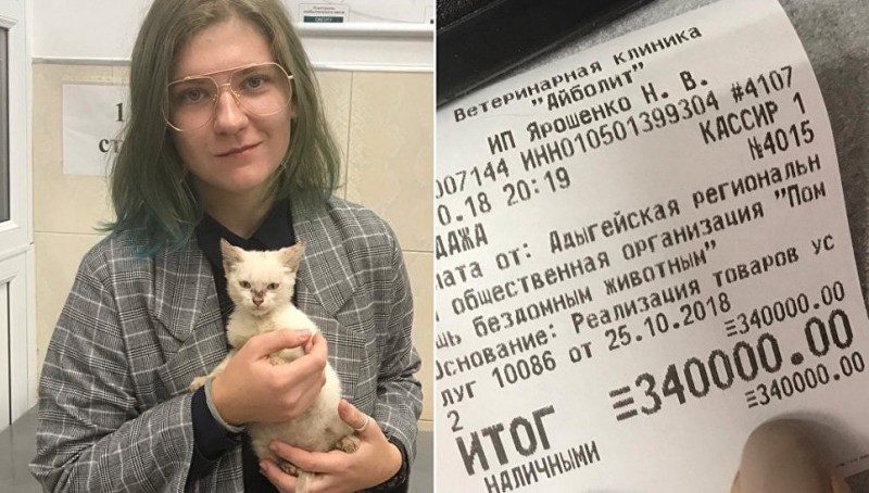 Студентка в России отдала 340 000 за котенка с улицы