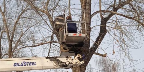 В Ульяновске за неделю снесено ещё 92 аварийных дерева
