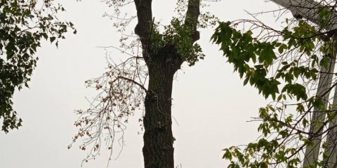 В ульяновских парках и скверах убирают опасные деревья