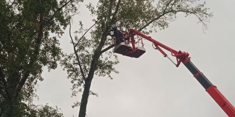 За минувшую неделю в Ульяновске убрали 57 опасных деревьев