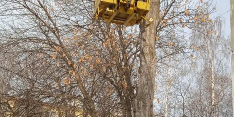 За неделю в Ульяновске убрано 29 аварийных деревьев