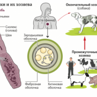 Курсантов, зараженных эхинококкозом, будут лечить химиотерапией