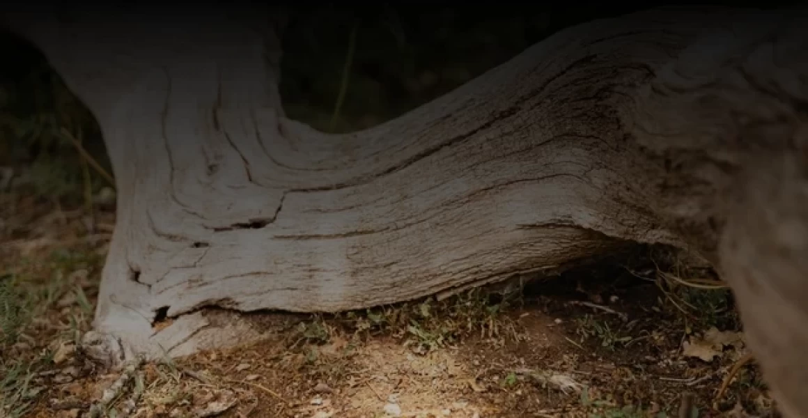 В Ульяновске проходит уникальный турнир по интеллектуальному троеборью В Ульяновске проходит уникальный турнир по интеллектуальному троеборью