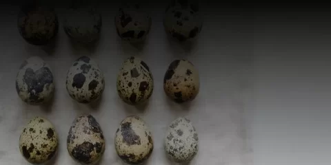 В Ульяновске установят мемориальный знак в честь генерал-лейтенанта войск связи Николая Гузенко В Ульяновске установят мемориальный знак в честь генерал-лейтенанта войск связи Николая Гузенко