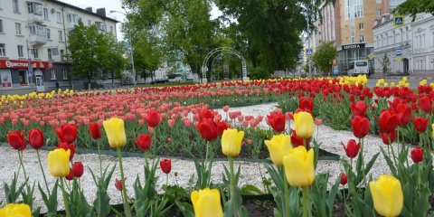 Весной на улицах Ульяновска расцветут 105 тысяч тюльпанов