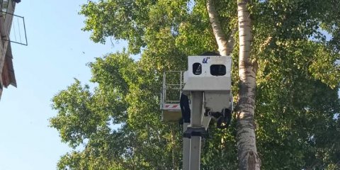 На этой неделе в Ульяновске снесут 153 опасных дерева