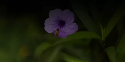 В Ульяновске обновляют нормативную базу для борьбы с американским клёном и борщевиком