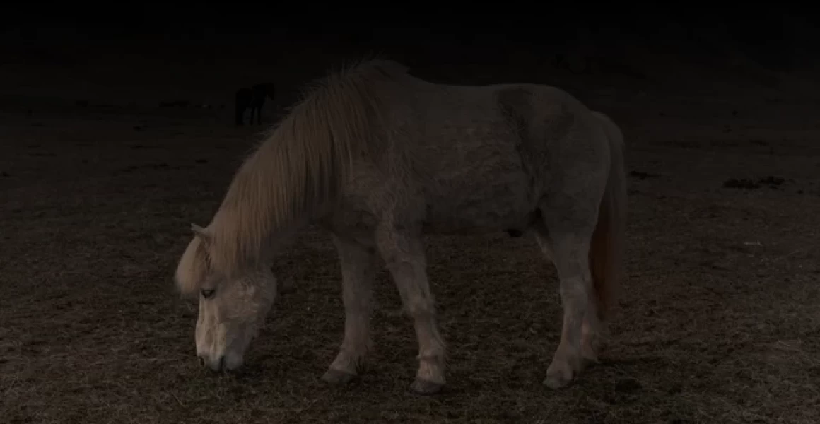 В Засвияжском районе 25 апреля пройдёт заключительная весенняя сельскохозяйственная ярмарка