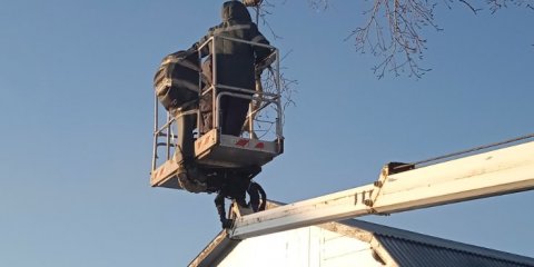 За минувшую неделю в Ульяновске убрали 42 аварийных дерева