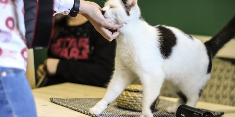 В Ульяновске состоится благотворительный марафон «Верные Сердца»