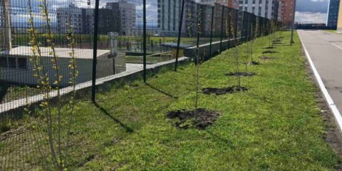 &laquo;Сад памяти&raquo; 101-го лицея насчитывает более 30 деревьев