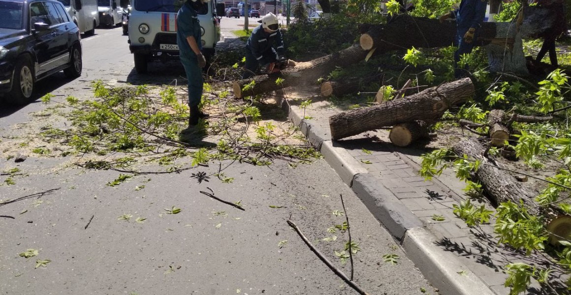 Упавшее на Гончарова дерево было оперативно убрано