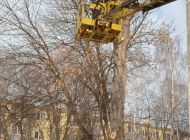 За неделю в Ульяновске убрано 29 аварийных деревьев