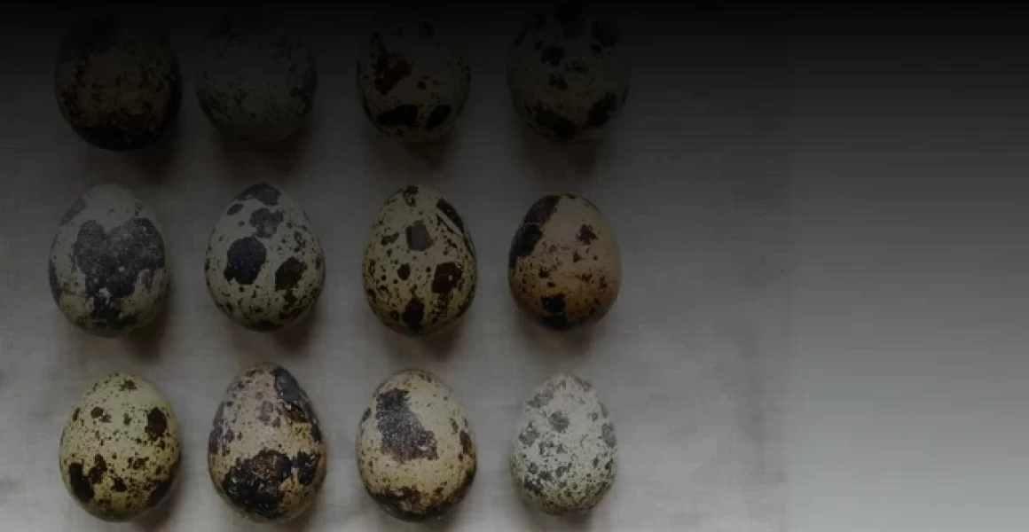 В Ульяновске установят мемориальный знак в честь генерал-лейтенанта войск связи Николая Гузенко В Ульяновске установят мемориальный знак в честь генерал-лейтенанта войск связи Николая Гузенко