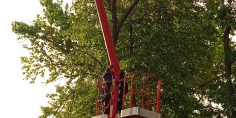 В Ульяновске продолжается снос аварийных деревьев