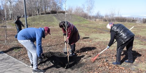 За год в Ульяновске посадили более 10 тысяч зелёных насаждений