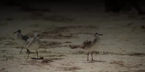 В ульяновском парке имени Маргелова откроют памятные знаки в честь доблестных десантников В ульяновском парке имени Маргелова откроют памятные знаки в честь доблестных десантников