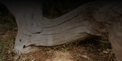 В Ульяновске проходит уникальный турнир по интеллектуальному троеборью