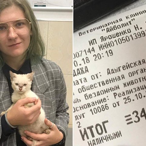 Студентка в России отдала 340 000 за котенка с улицы