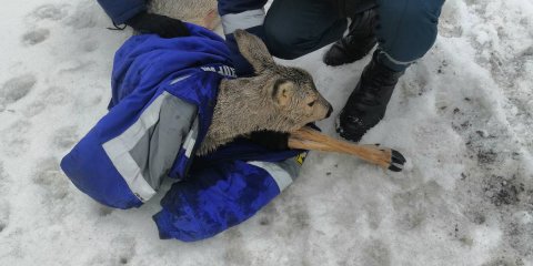 Ульяновские спасатели спасли провалившуюся под лёд косулю