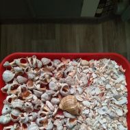 Продам ракушки рапана черноморского(для поделок).