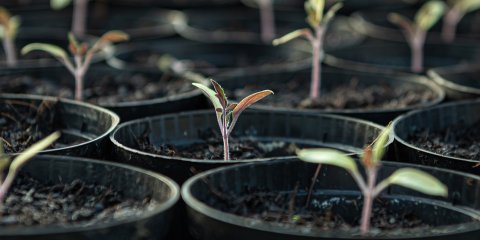 ​В Ульяновске планируют массовую высадку деревьев и кустарников