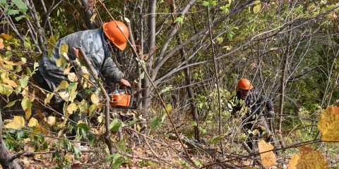 В Ульяновке начали вырубать деревья, мешающие обзору на Волгу