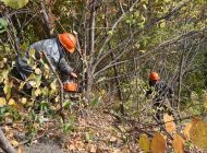 В Ульяновке начали вырубать деревья, мешающие обзору на Волгу