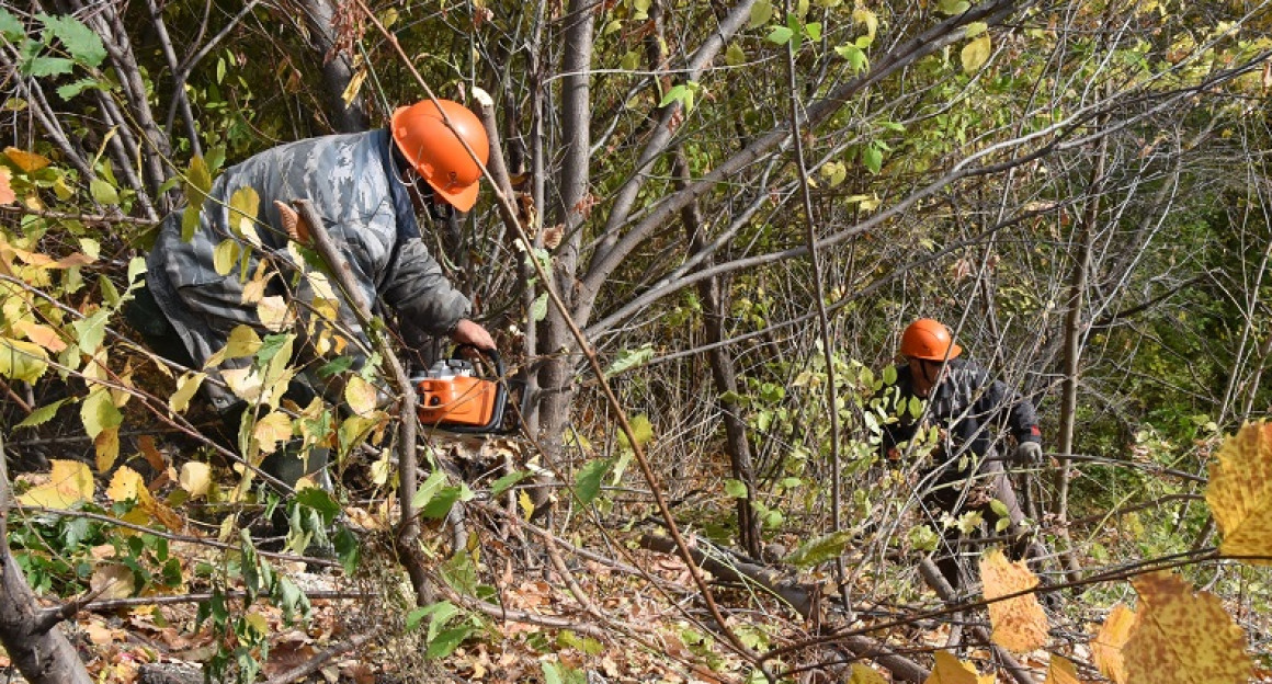 В Ульяновке начали вырубать деревья, мешающие обзору на Волгу