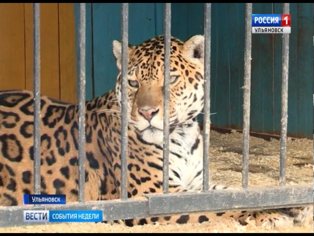 Новости Ульяновска: "События недели-Ульяновск" - 26.03.17. официальные новости