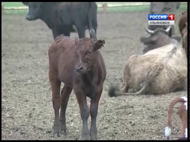 Новости Ульяновска: "Первые лица" - 01.10.16. официальные новости