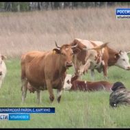 Новости Ульяновска: О нарушительницах ПДД, принципиальных инспекторах и обескураженных сельчанах офи