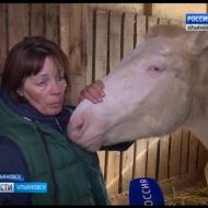 Новости Ульяновска: Выпуск программы "Вести-Ульяновск" - 22.03.18 - 21.45 официальные новости