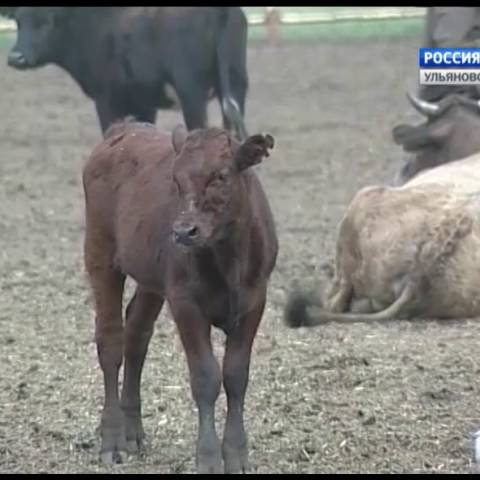 Новости Ульяновска: "Первые лица" - 01.10.16. официальные новости