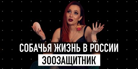 20 ВАЖНЫХ вопросов ЗООЗАЩИТНИКУ! / Татьяна Вельсвейс / ГОГОЛЪ