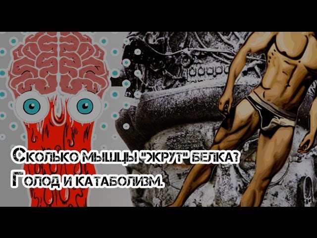 Сколько белка необходимо спортсмену? Голод и катаболизм.